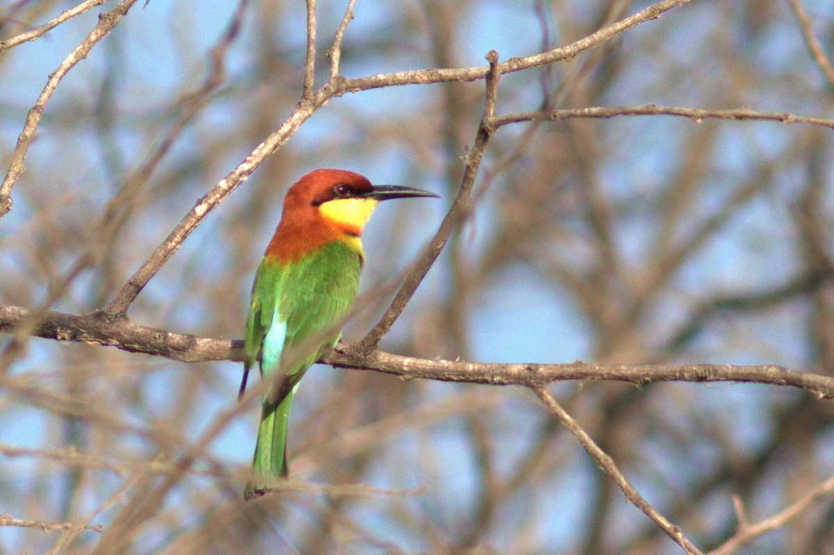 Chestnut-headed Bee-eater - Prabhanjan Behera