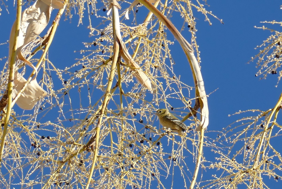 Bay-breasted Warbler - Richard Erickson