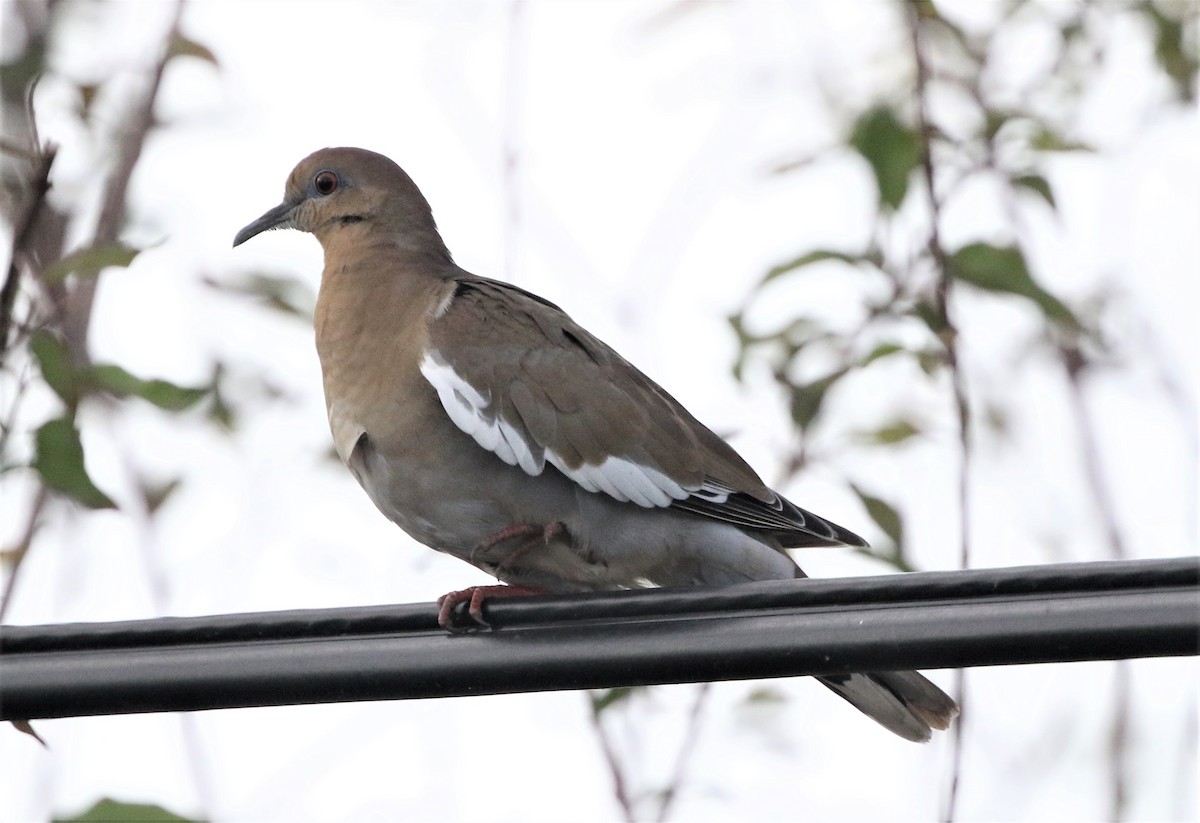 White-winged Dove - joan garvey
