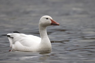 Snow Goose, ML387430361