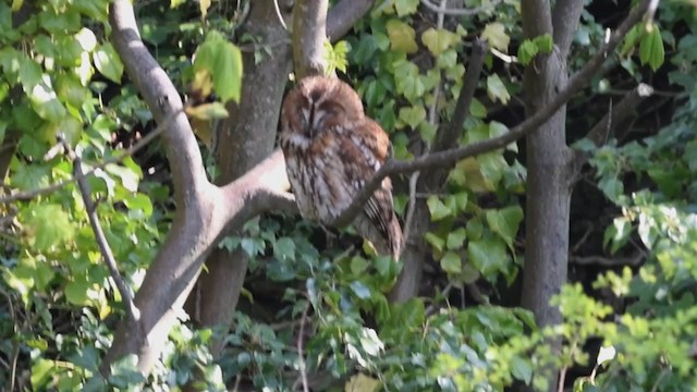 Tawny Owl - ML387433661