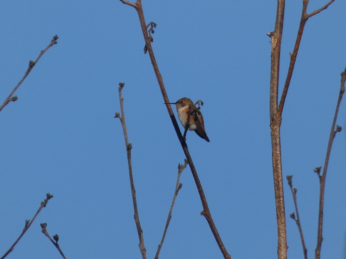 Rufous Hummingbird - ML387435211