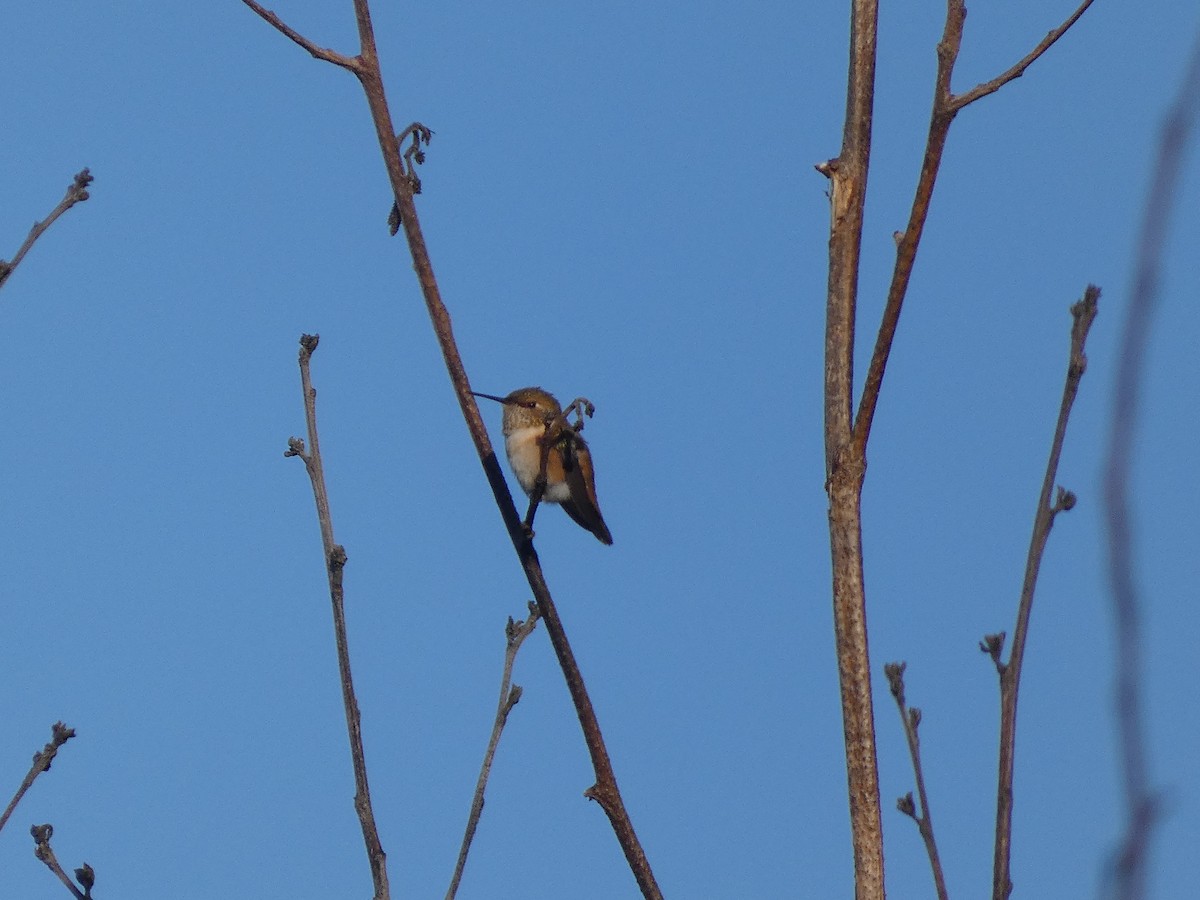 Rufous Hummingbird - ML387435251