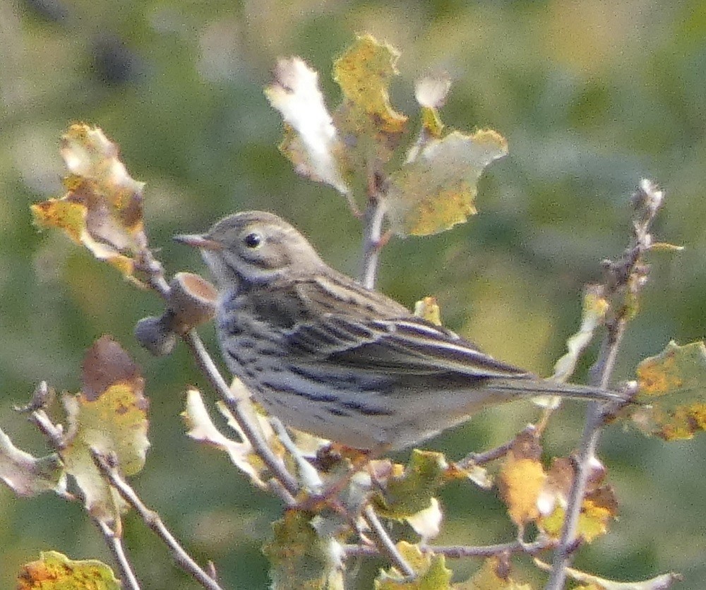 pipit sp. - ML387437561