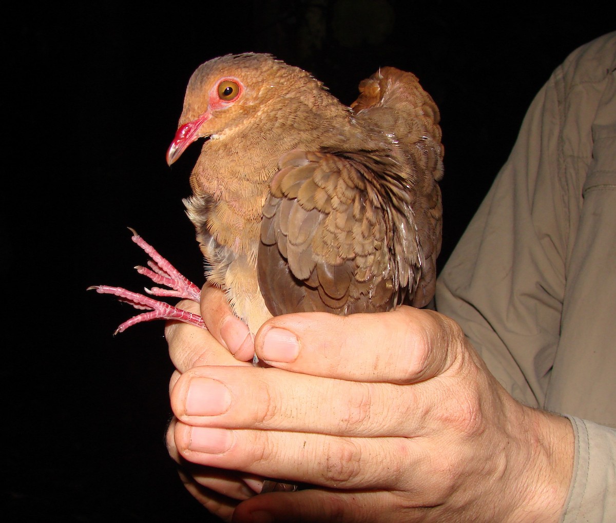 holub hnědočervený - ML38744111