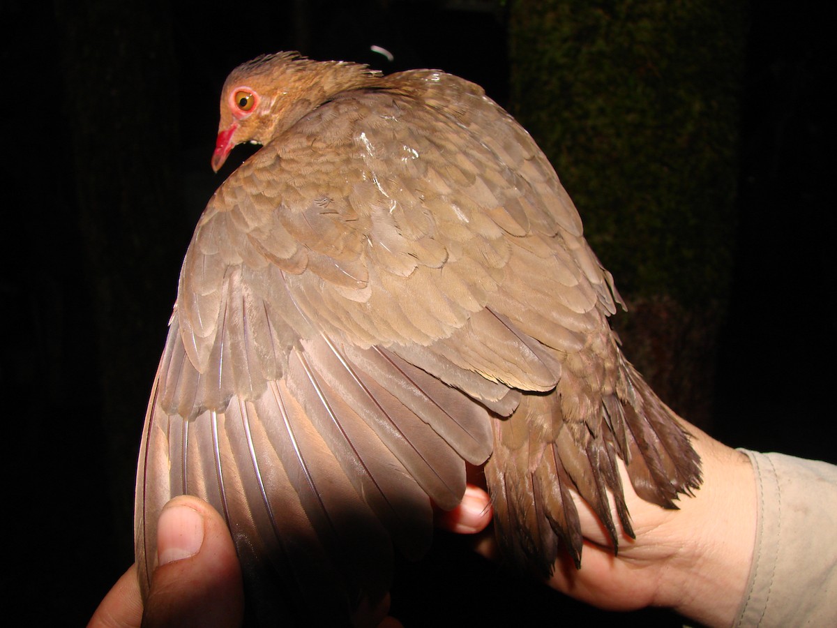 holub hnědočervený - ML38744121