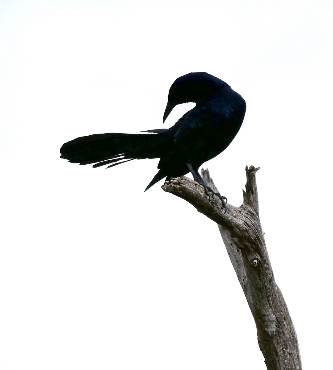 Boat-tailed Grackle - ML387442041