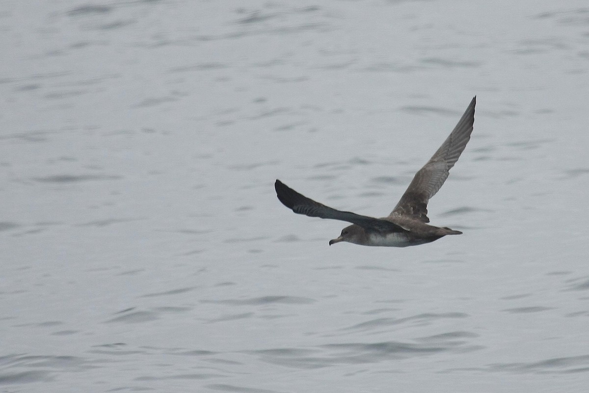 Pink-footed Shearwater - ML38745121