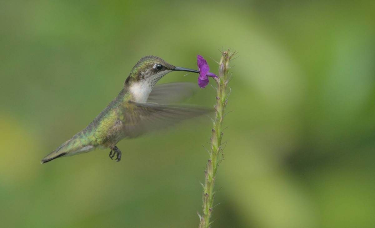 Ruby-throated Hummingbird - Marcel Gil Velasco
