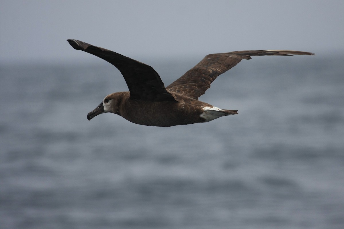 Black-footed Albatross - ML38745271