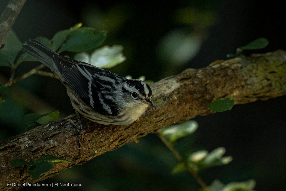 Black-and-white Warbler - ML387452871