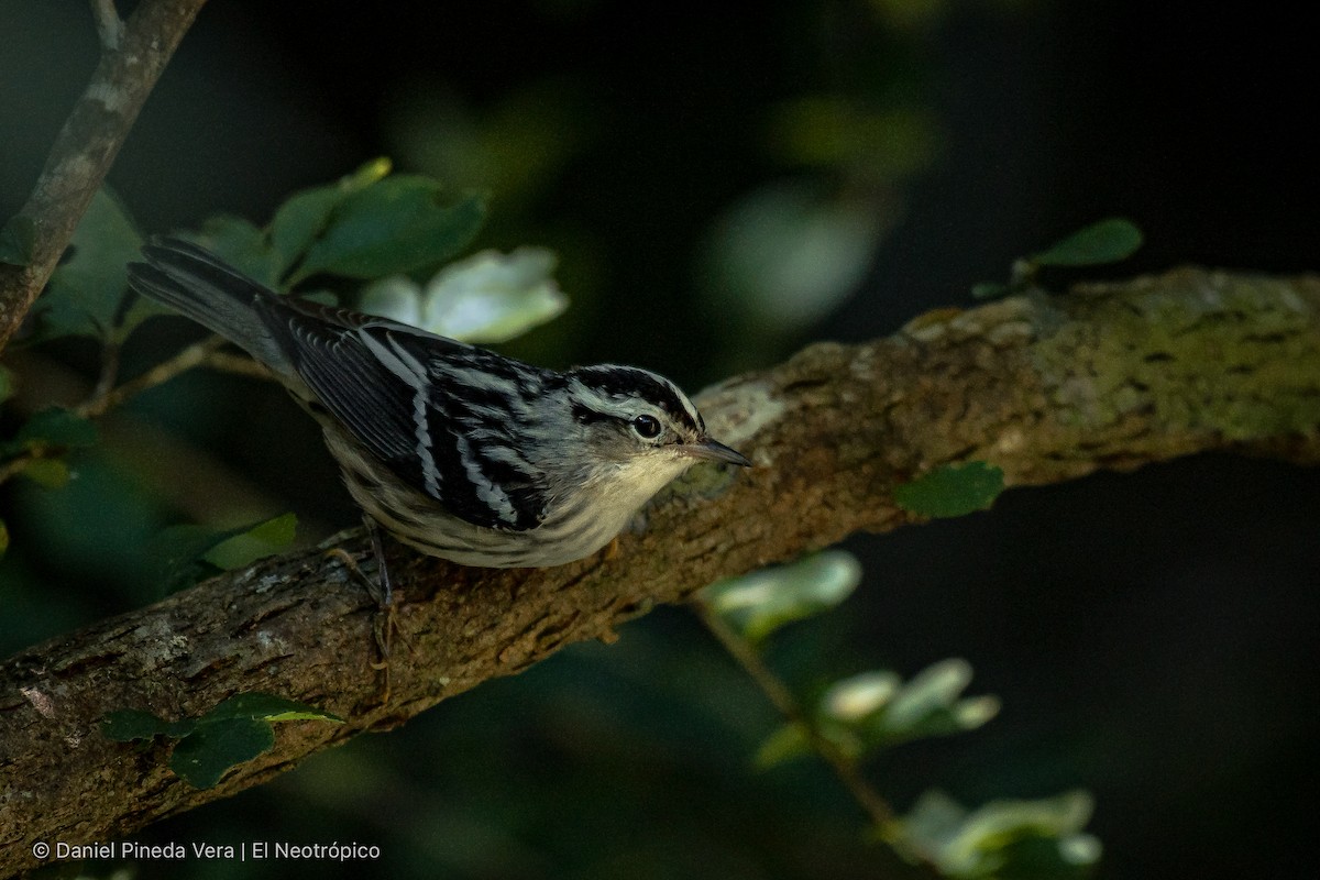 Black-and-white Warbler - ML387452921
