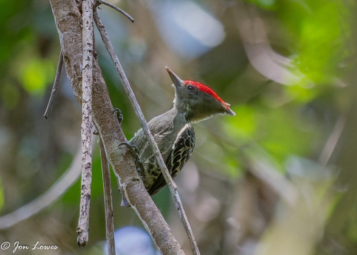 Gray-and-buff Woodpecker (Gray-and-buff) - ML387455501
