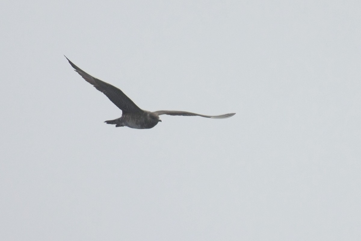 Long-tailed Jaeger - ML38745591