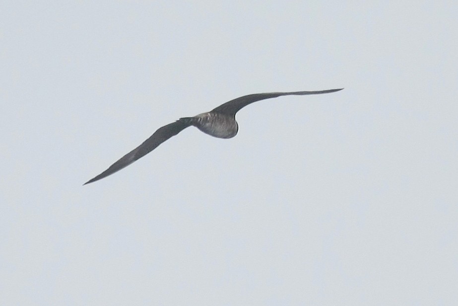 Long-tailed Jaeger - ML38745641