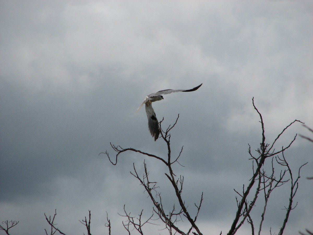 White-tailed Kite - Pedro Diniz