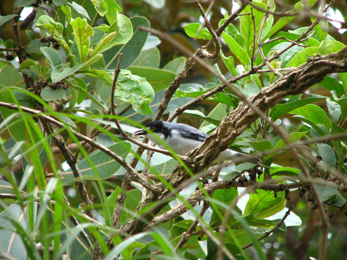 Hooded Tanager - ML387457901