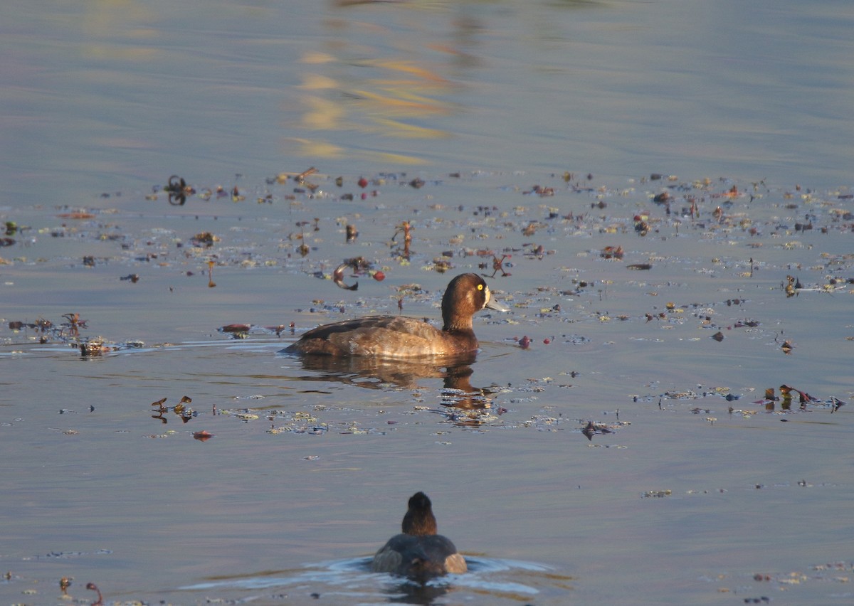 Greater Scaup - ML387461201