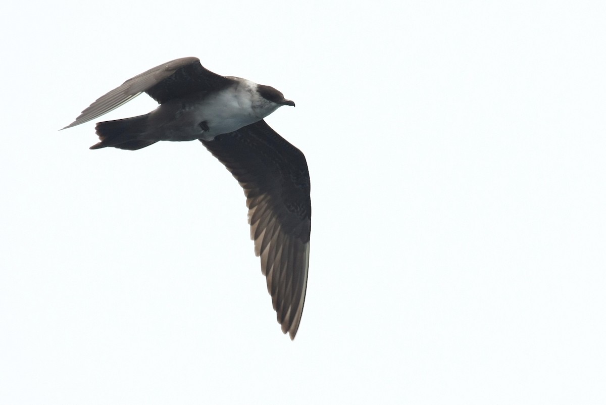 Long-tailed Jaeger - ML38746121