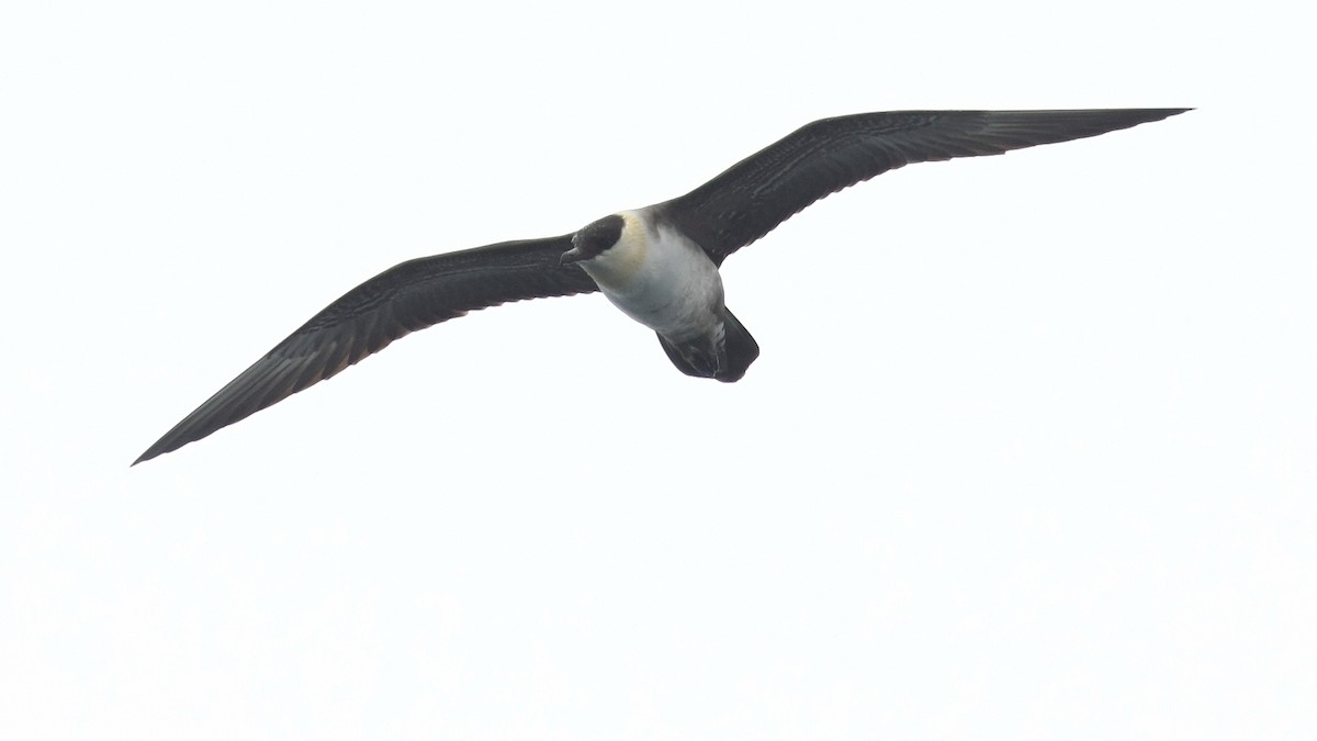 Long-tailed Jaeger - ML38746161