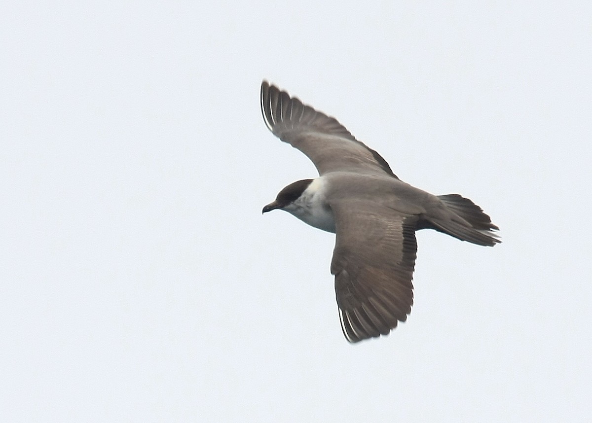 Long-tailed Jaeger - ML38746251