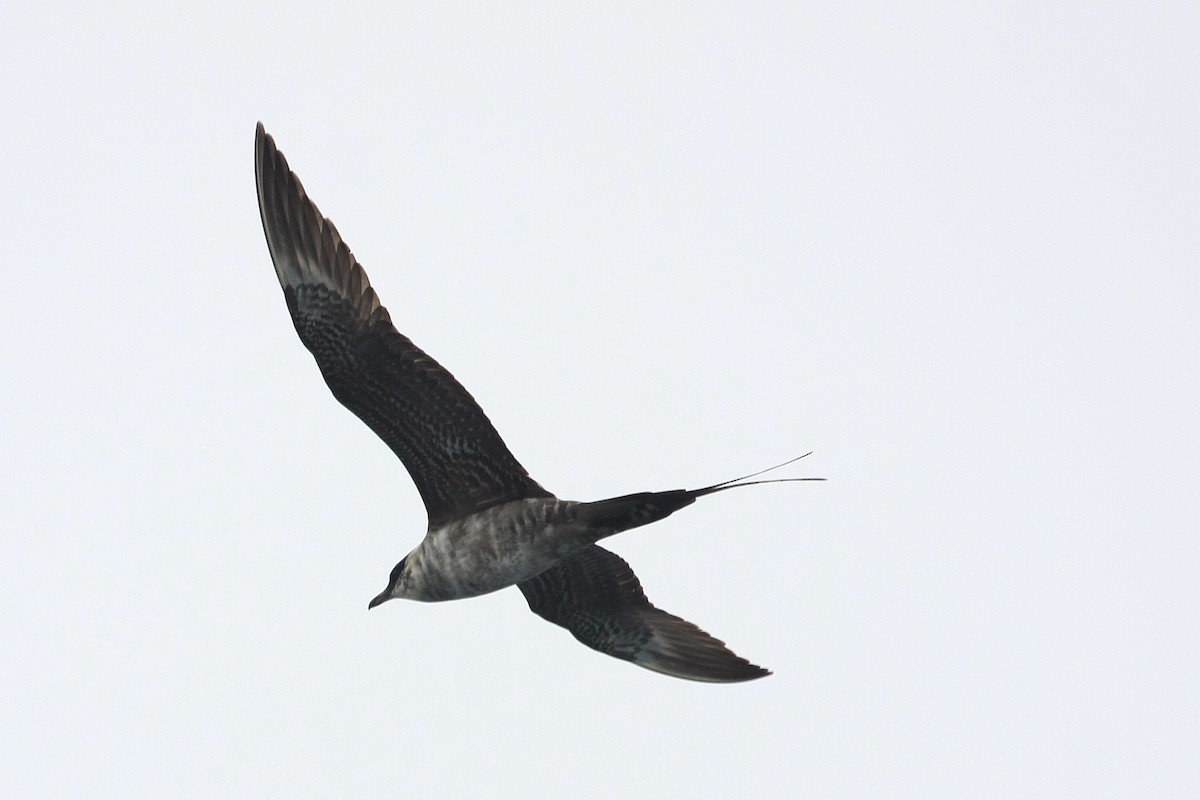 Long-tailed Jaeger - ML38746351