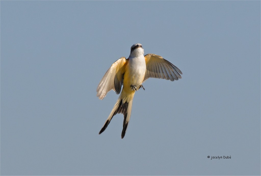 Scissor-tailed Flycatcher - Jocelyn Dubé