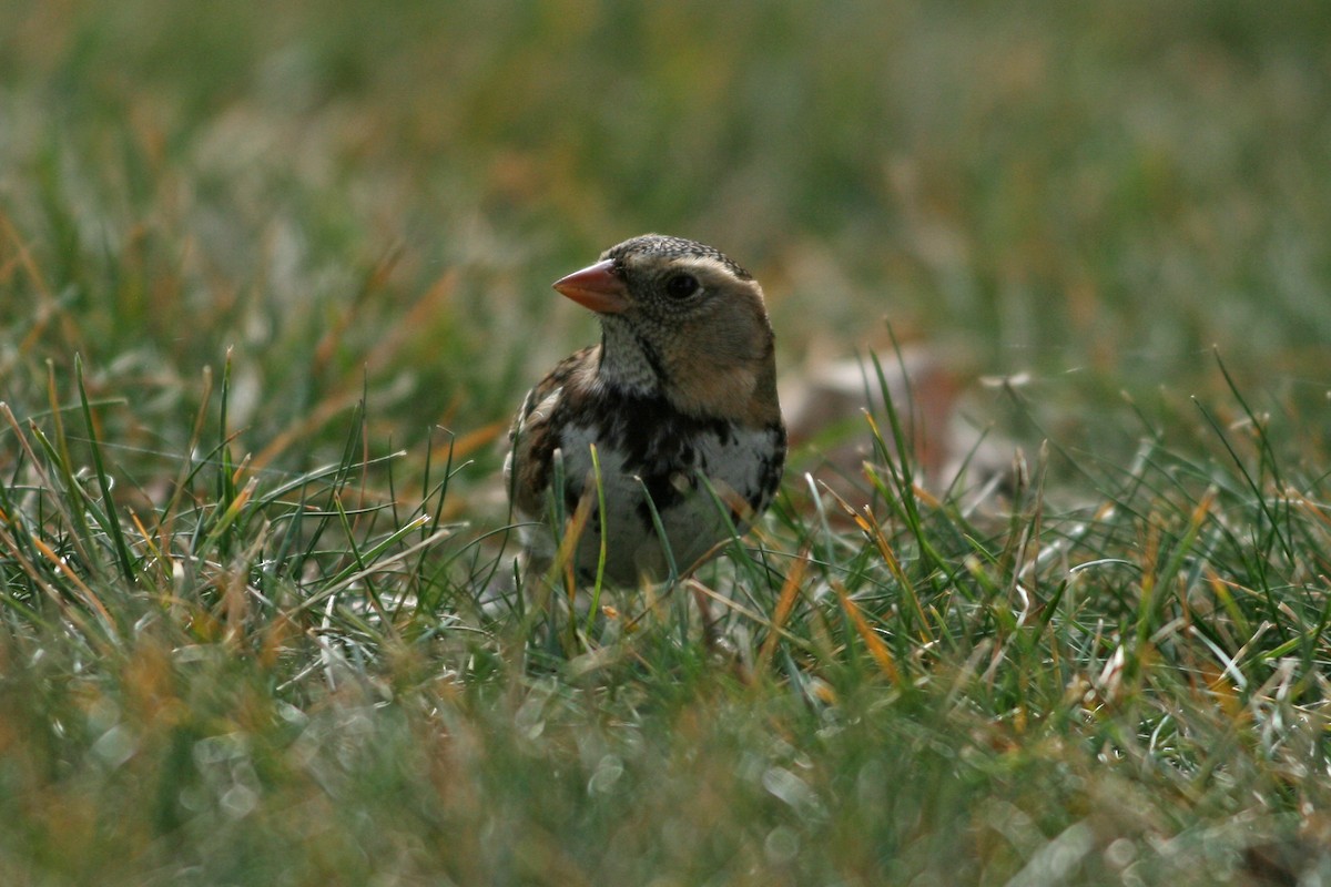 Harris's Sparrow - Beth Hill