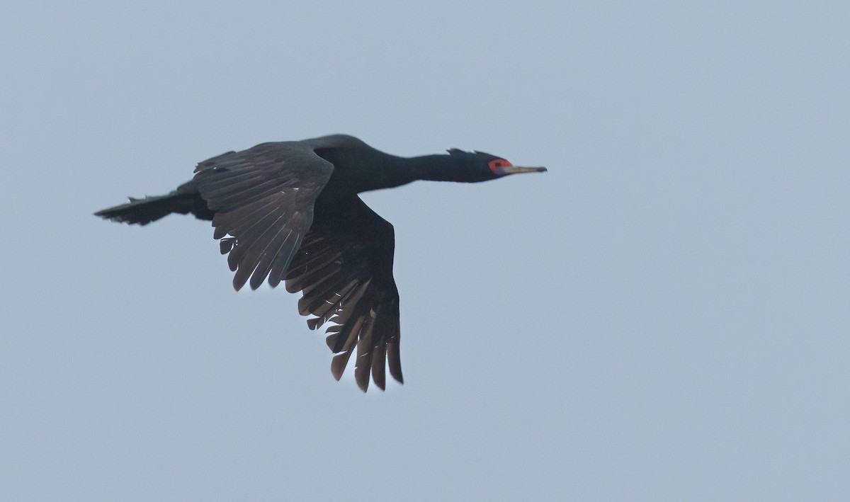 Red-faced Cormorant - ML387469191