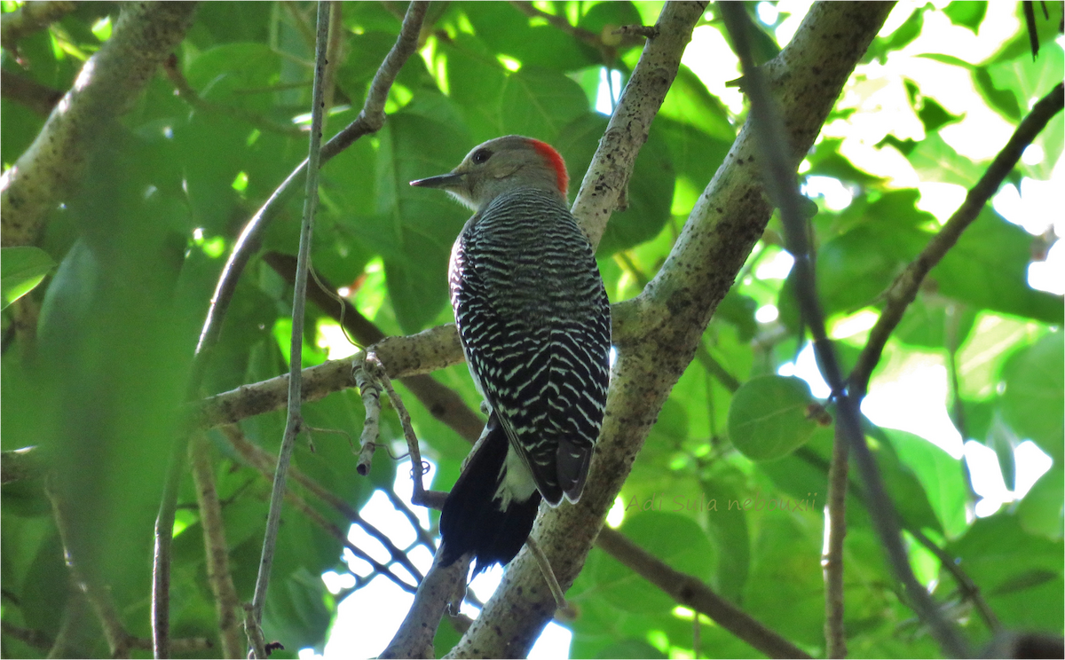 Yucatan Woodpecker - Adriana Hernández Alvarez