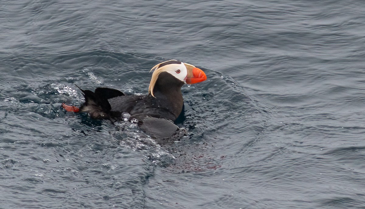 Tufted Puffin - ML387469871