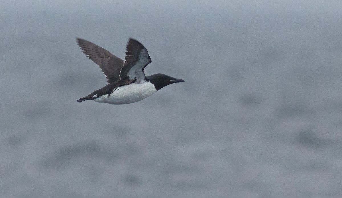 Thick-billed Murre - ML387469891