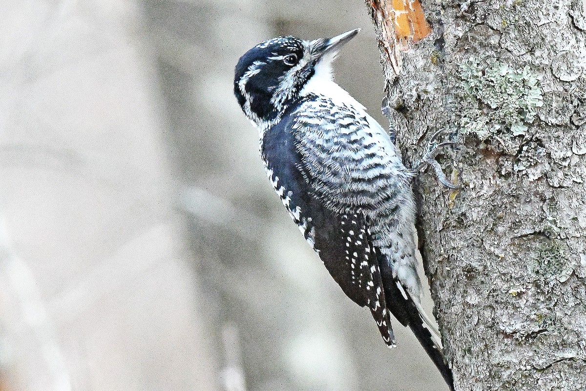 American Three-toed Woodpecker - Chris Rees
