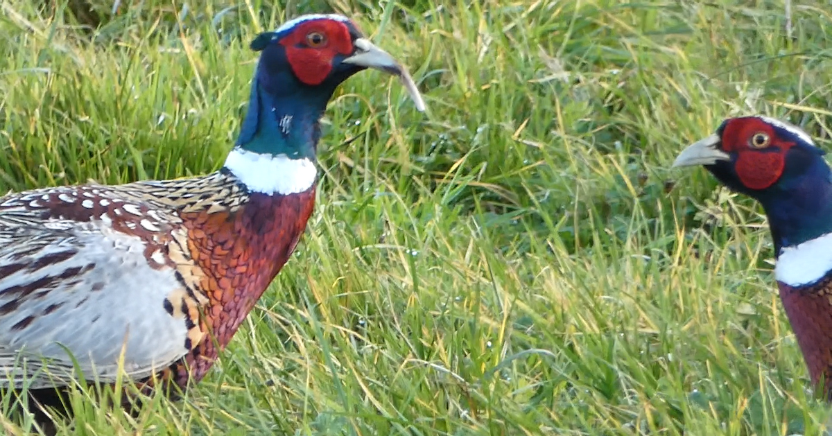 Ring-necked Pheasant - Da Lo