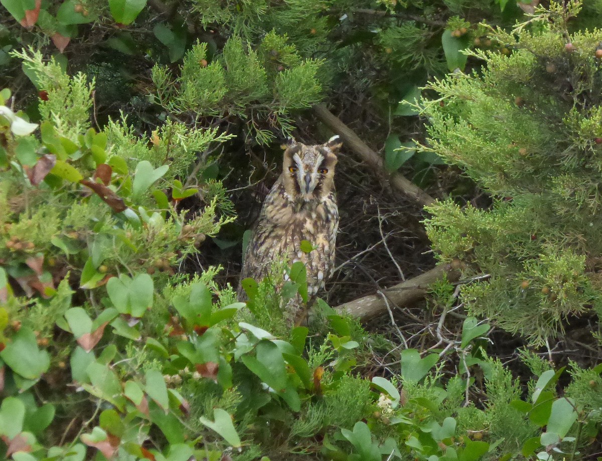 Long-eared Owl - ML38748521