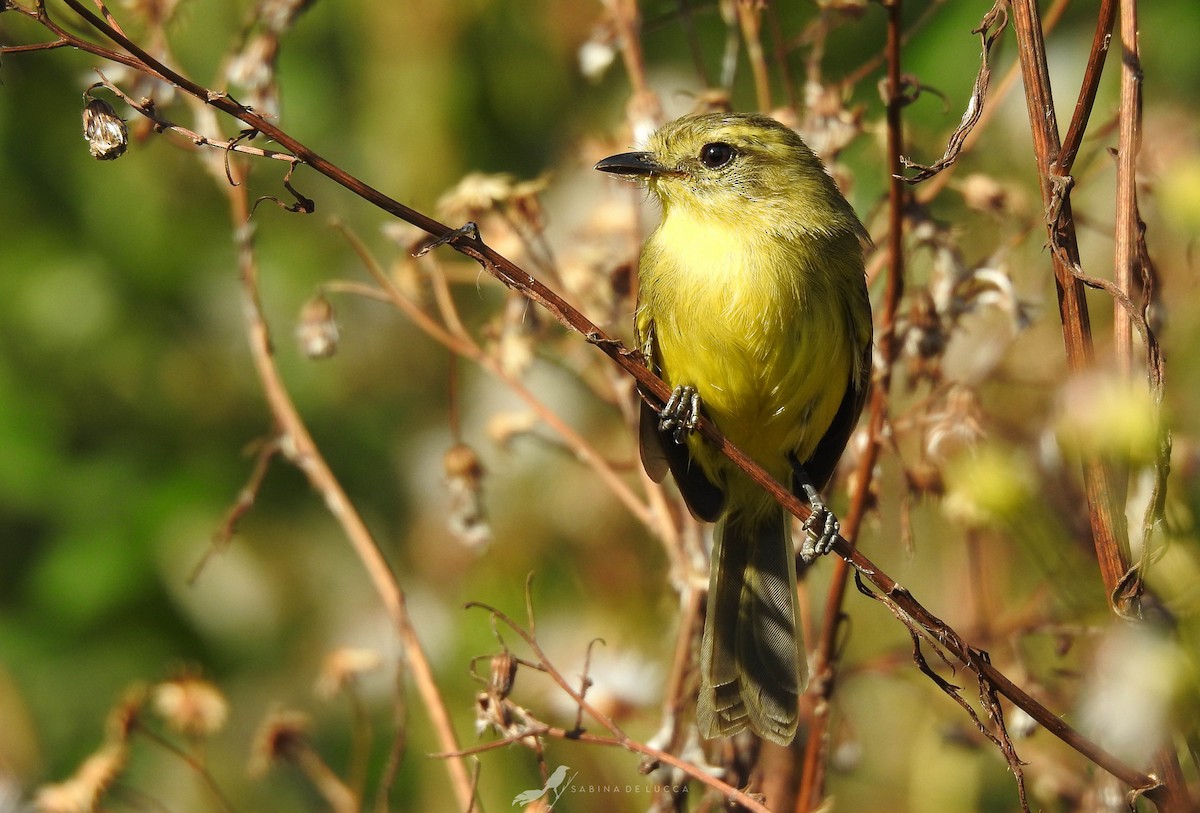 Yellow Tyrannulet - Aves-del-Taragüí/ SabinaDeLucca
