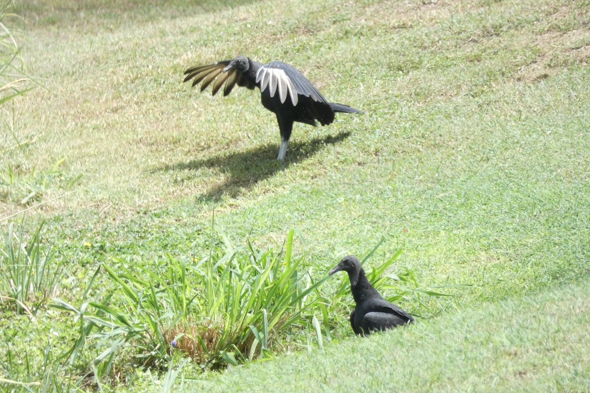 Black Vulture - Henriette de Vries