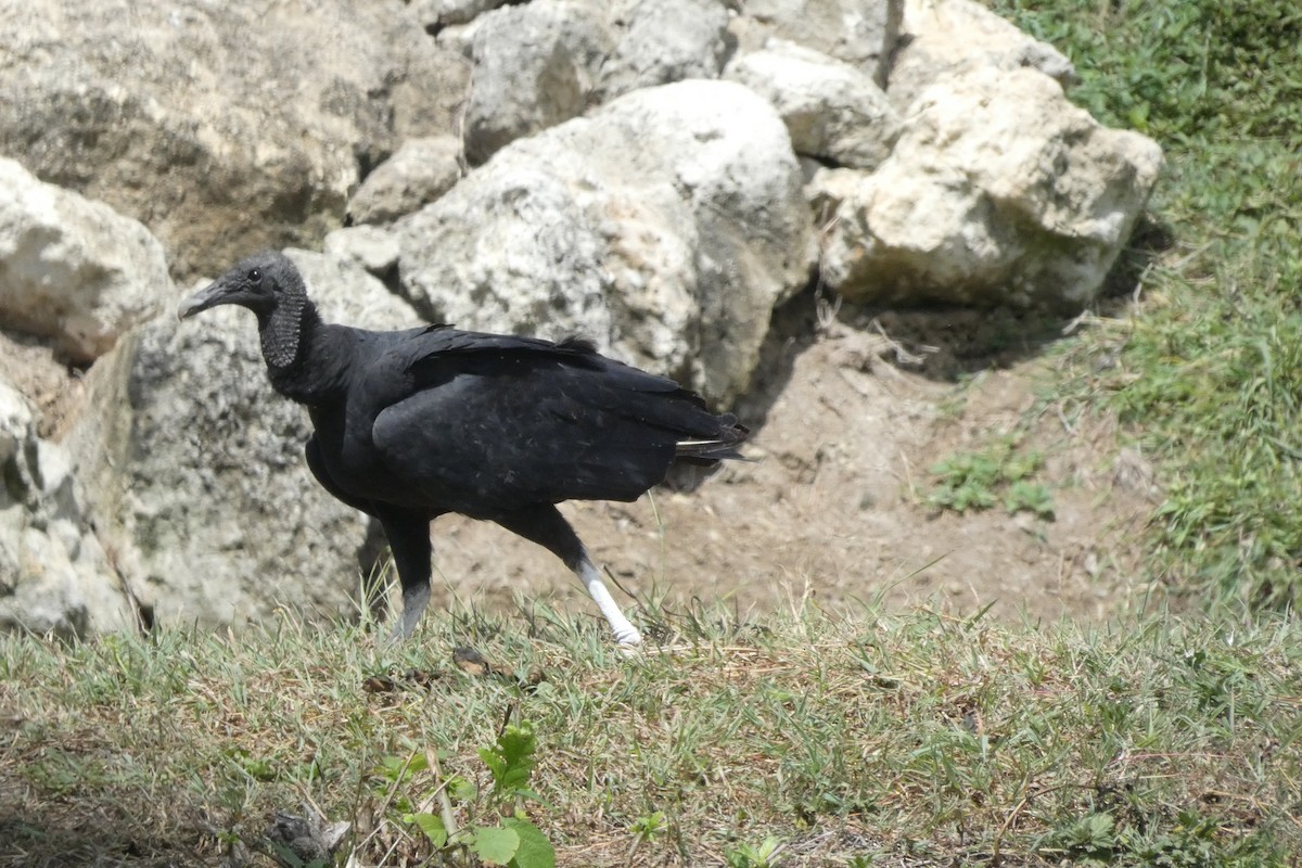 Black Vulture - Henriette de Vries