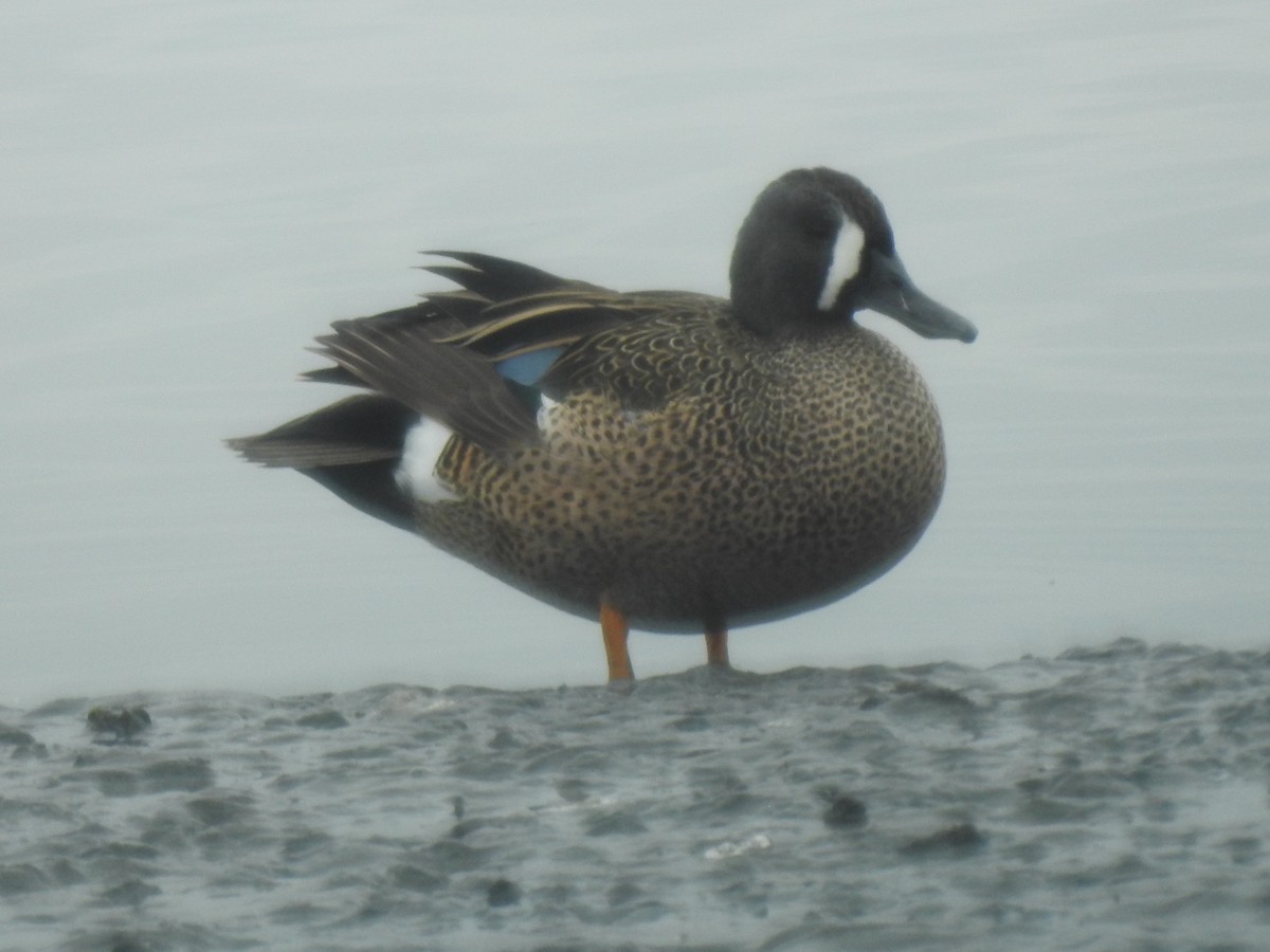 Blue-winged Teal - ML387490771