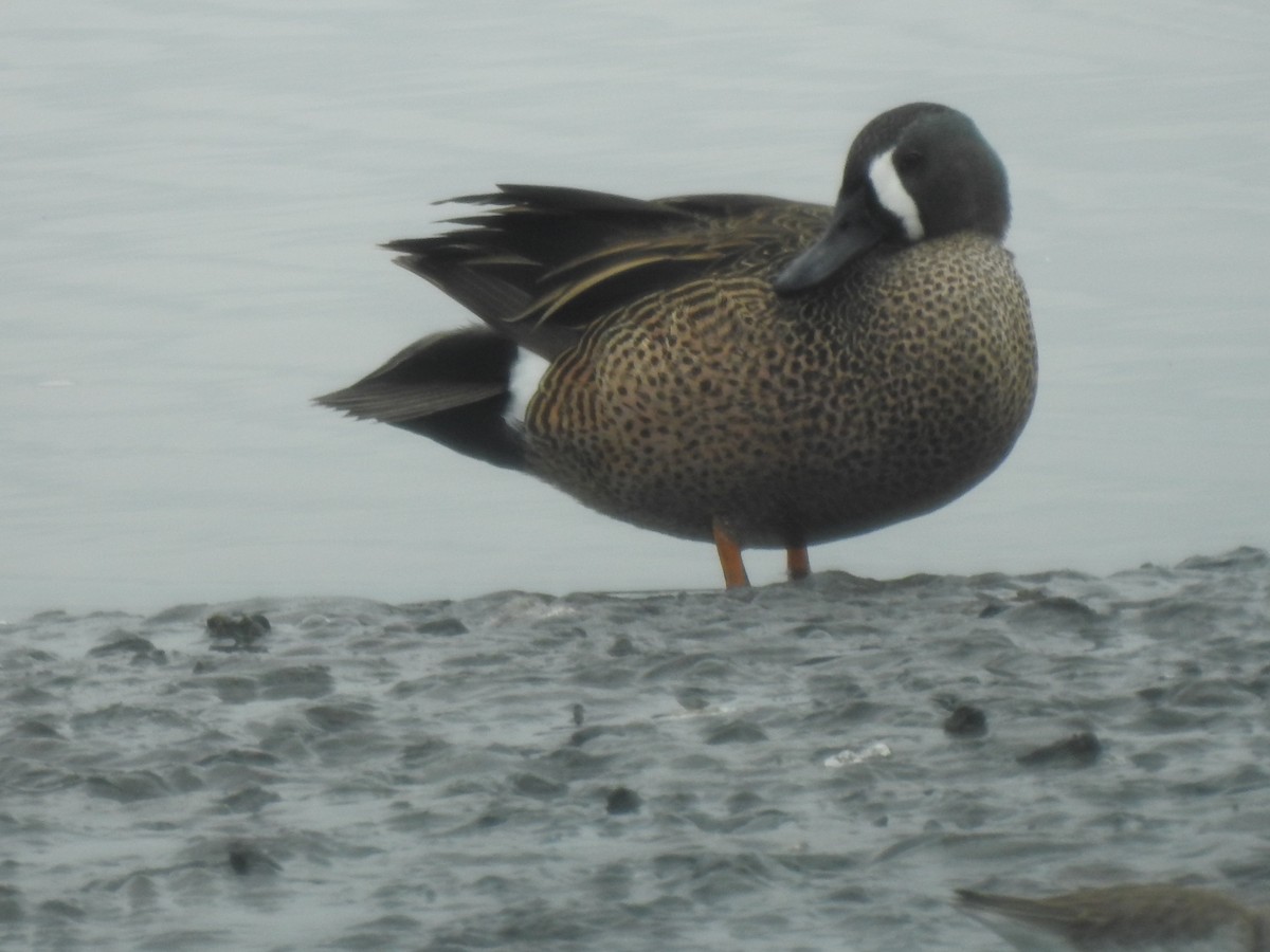 Blue-winged Teal - ML387490811