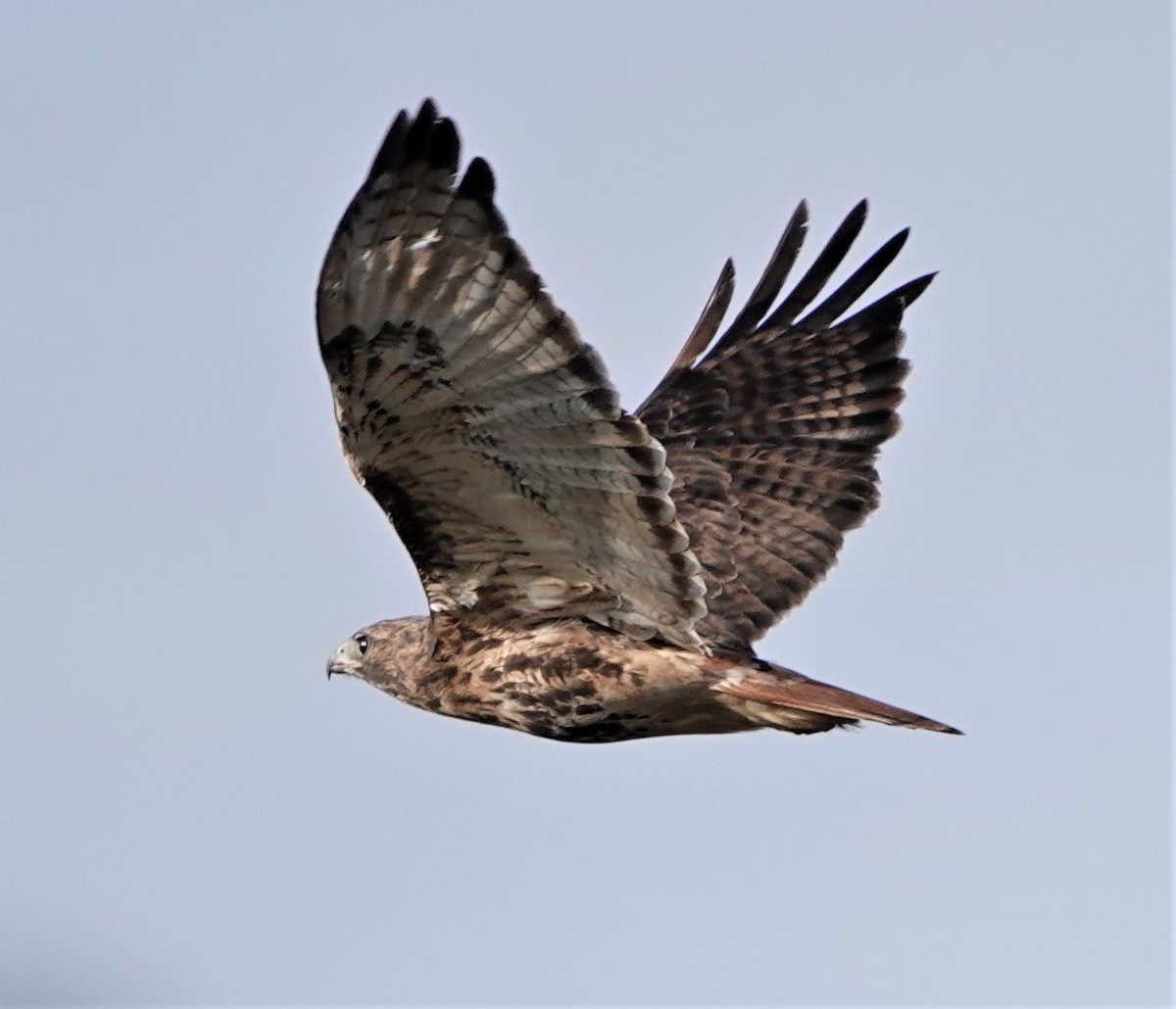Red-tailed Hawk (abieticola) - ML387492111