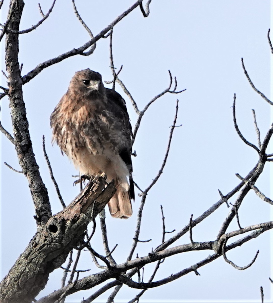 Red-tailed Hawk (abieticola) - ML387492291