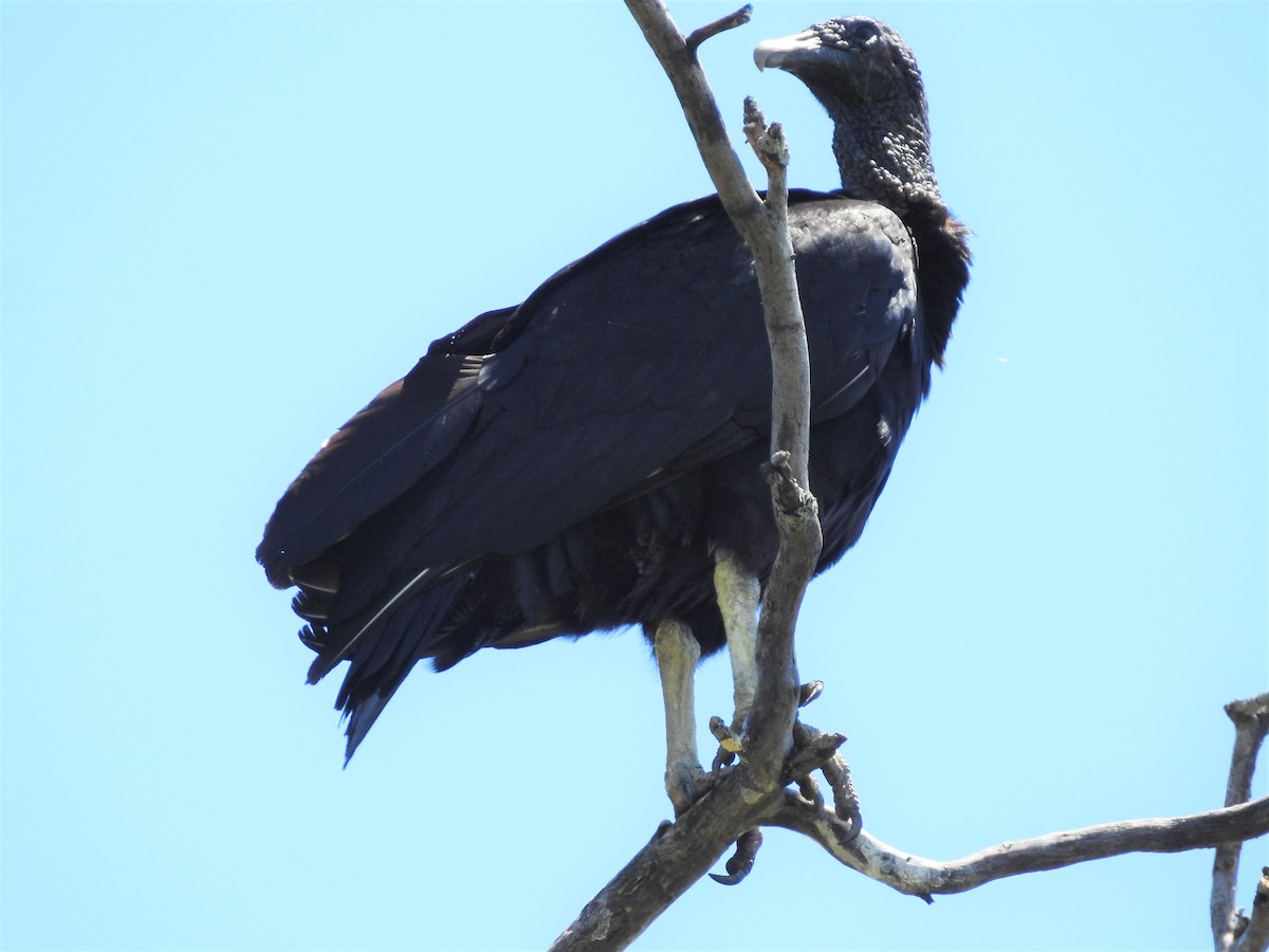 Black Vulture - ML387496411