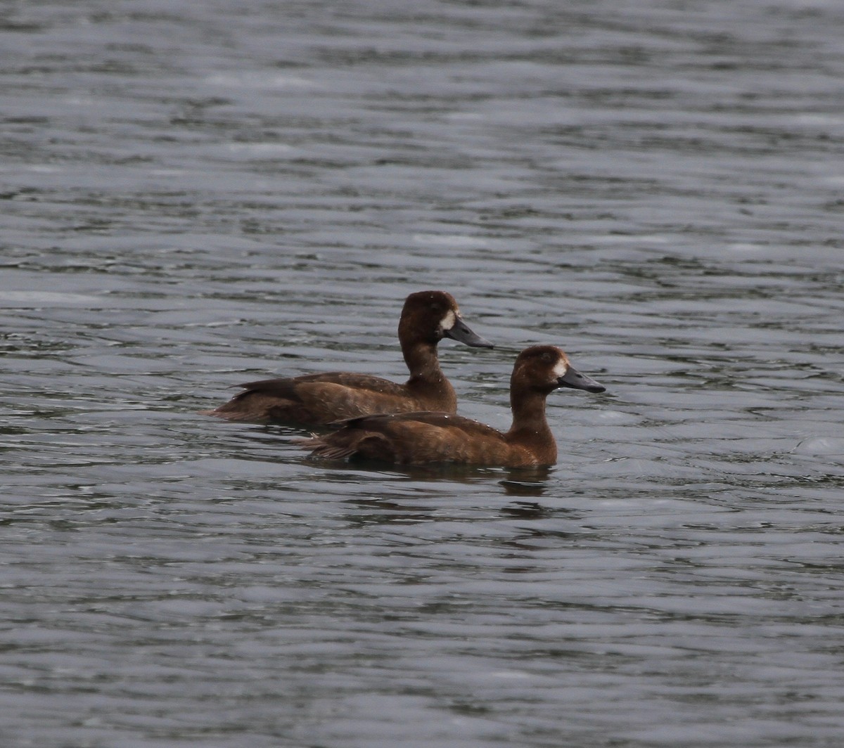 Greater Scaup - Sherman  Wing