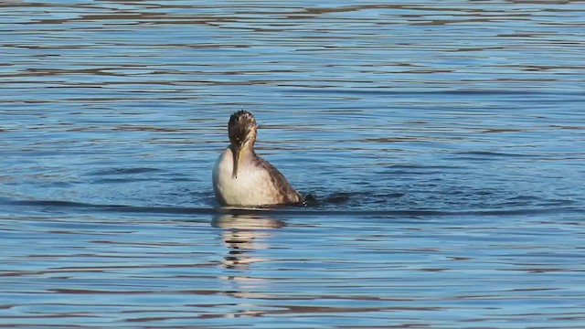 Red-necked Grebe - ML387498881
