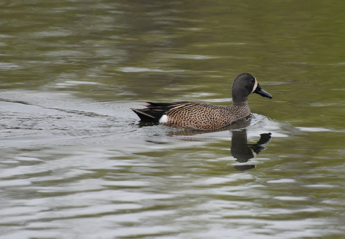 Blue-winged Teal - ML38750071