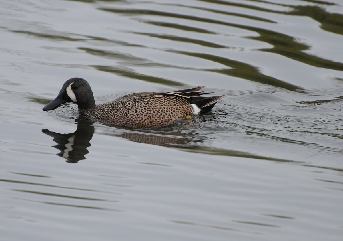 Blue-winged Teal - PC Smith