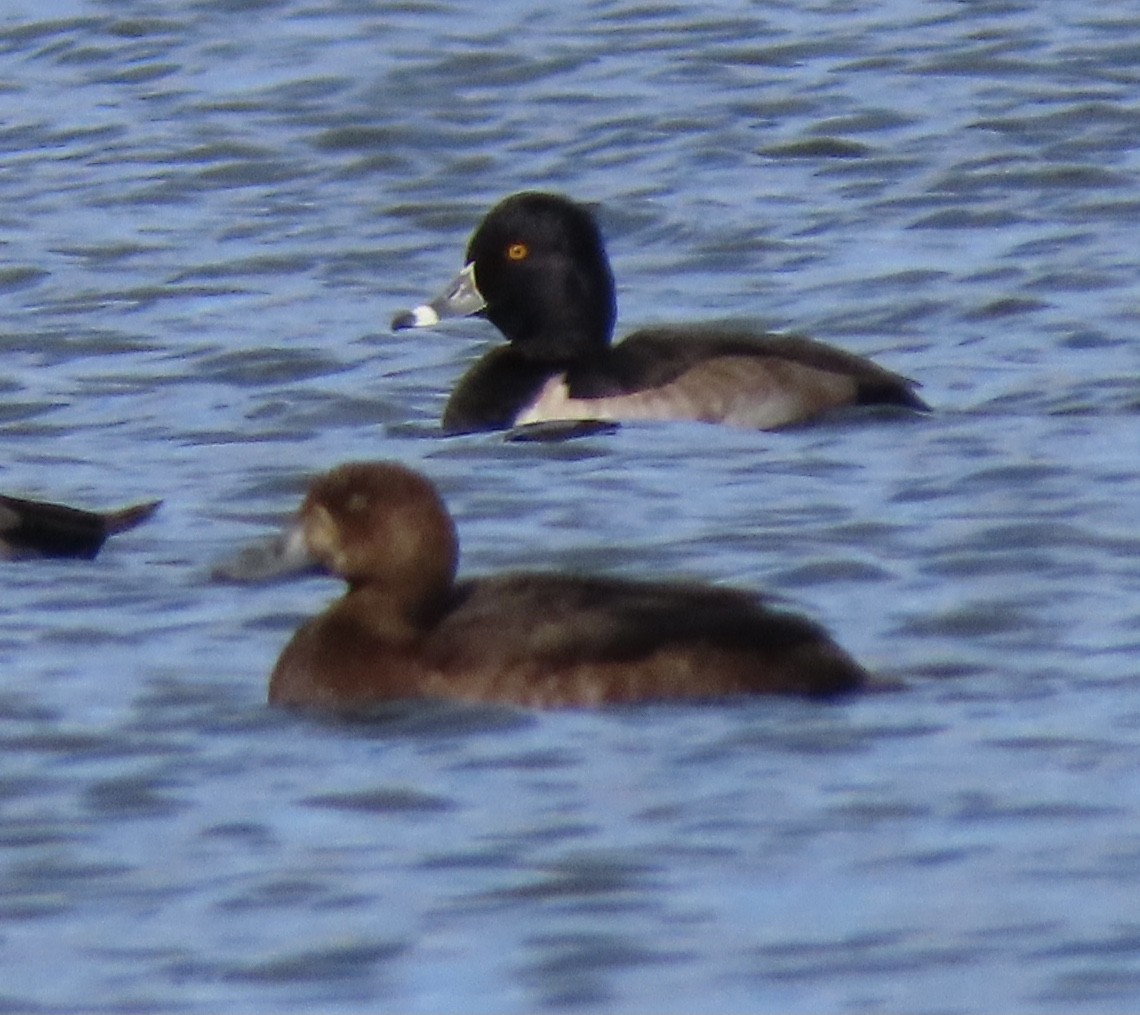 Greater Scaup - ML387503261