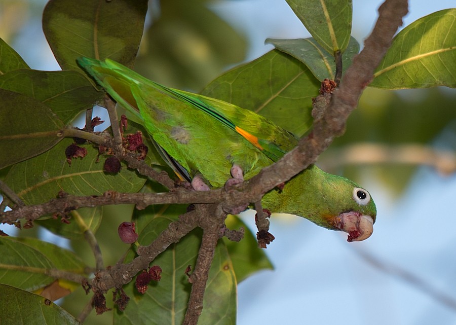 Golden-winged Parakeet - LUCIANO BERNARDES
