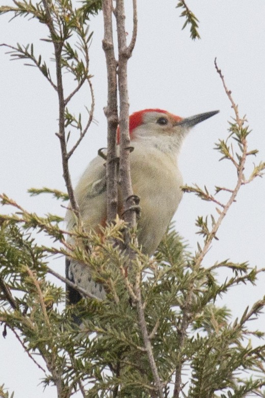 Red-bellied Woodpecker - David Brown